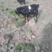 دوتا تکه یکی دورگه اصل و یک پاکستانی اصل