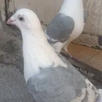 دوکت پلاکی