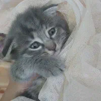 واگذاری گربه نژاددار