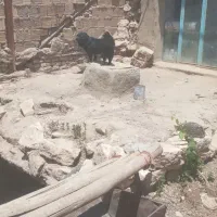 سگ پاکوتا