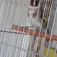 سهره