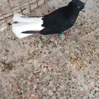 نر اشعل