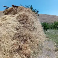 علف باکیفیت