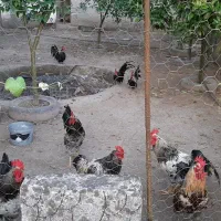 مرغ و خروس برهما .لهستانی .چینی .محلی