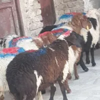 بره نر دم خونگی مال پاک چاق