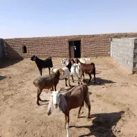 5بز پاکستانی درجه یک