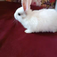 خرگوش