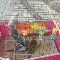 مرغ عشق