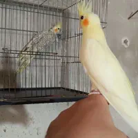 عروس هلندی 2و3ماهه