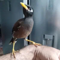 فروش جوجه مینا کاملا دستی آماده آموزش