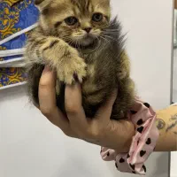 توله اسکاتیش گلد بلک