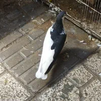 کبوتر