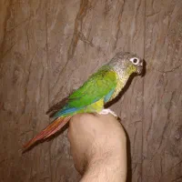 گرینچیک|پرنده|شهر ری, دیلمان|دیوار