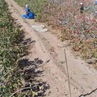 زمین پسته