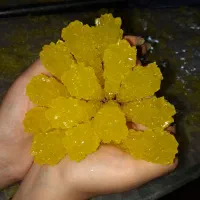 نبات چوبی درجه یک به صورت عمده
