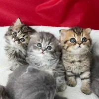 چین چیلا اصیل/اسکاتیش چین چیلا