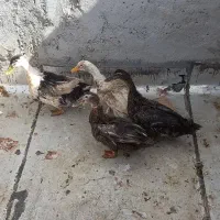 اردک