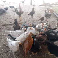 فروش مرغ و خروس
