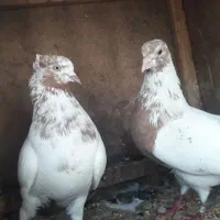 کبوتر پروازی