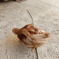 جوجه سرحال