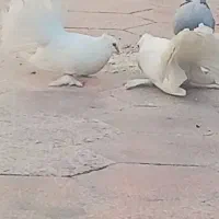 پرنده کبوتر