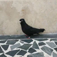 کبوتر زاغ همدانی