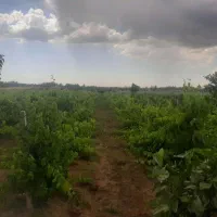 باغ انگور  ایستاده