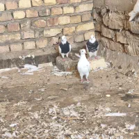 ۱۳ عدد طوقی به شرط فروش یکجا