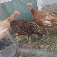 بوقلمون ماده به شرط تخم