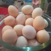 تخم مرغ نطفه دار