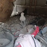 کفتر