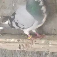 کفتر دمگیر