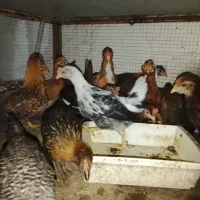 جوجه بومی گلین
