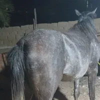 شادگان