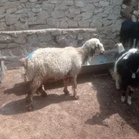 باسلام میش داشتی