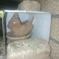 کفتر دم سفید
