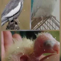 جفت عروس هلندی مولد  با ۵  جوجه