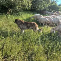 سگ نر بومی|سگ|انگوت, |دیوار