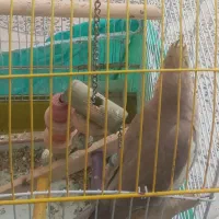 گمشده