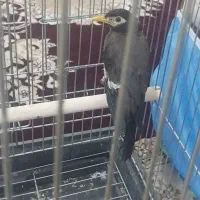 مرغ مینا سخنگو
