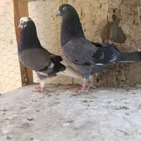 دو جفت نر و ماده تهرونی و دو تا نر تک