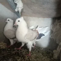 کبوتر