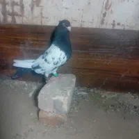 کبوتر ها درهر لحاظ برابر برابر هستند