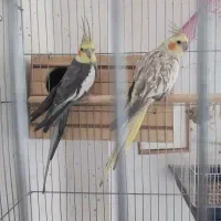عروس هلندی