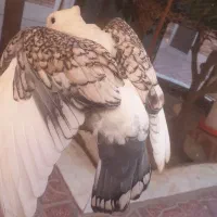کفترطاووسی نروماده