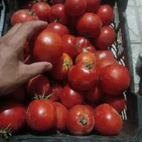 گوجه تازه با آبگیری رایگان برای رب