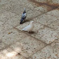 یک جفت کبوتر کوهی