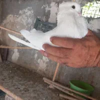کبوتر