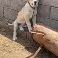 کوچوک سگ