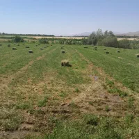 یونجه|خدمات باغبانی و درختکاری|نهاوند, |دیوار